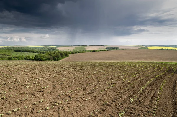 Vicino Campo Agricolo Nella Tempesta — Foto Stock