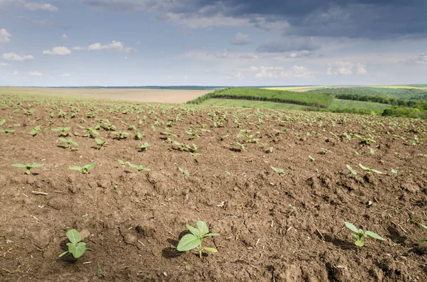 Auf Tuchfühlung Mit Der Landwirtschaft Sturm — Stockfoto