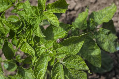 Yazın Bulgaristan 'ın kuzeyinde patates yetiştirmek
