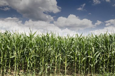 Bulgaristan 'ın doğusundaki altın ve yeşil mısır tarlası