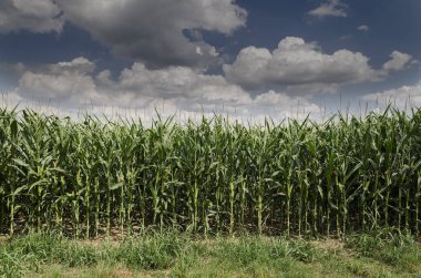 Bulgaristan 'ın doğusundaki altın ve yeşil mısır tarlası