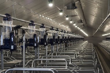 Domuz çiftliği inşaatı. Yiyecek üretimi. Çiftlik içi