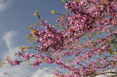 İlkbaharda ağaçta tomurcuklar ve çiçekler