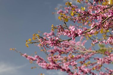 İlkbaharda ağaçta tomurcuklar ve çiçekler