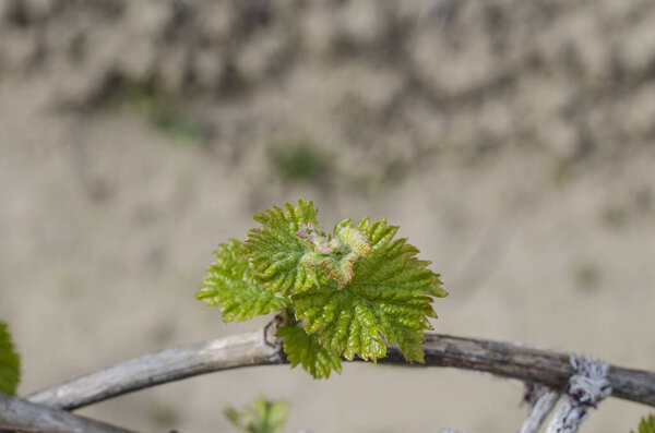 Выращивание винограда на севере Болгарии при падении росы
