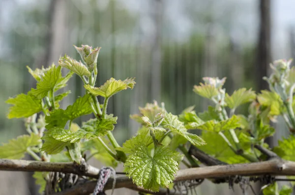 Cultivo Planta Uva Norte Bulgaria Caída Del Rocío — Foto de Stock