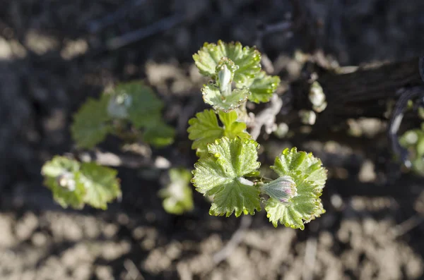 Cultivo Planta Uva Norte Bulgaria Caída Del Rocío — Foto de Stock