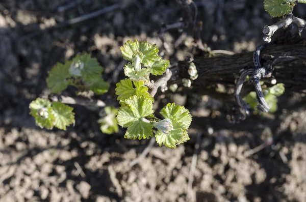 Growing Grape Plant Northern Bulgaria Dew Fall — Stock Photo, Image