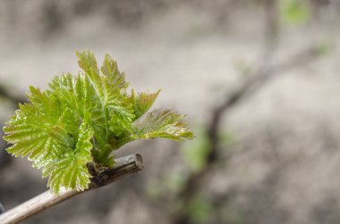 Bulgaristan 'ın kuzeyinde çiğ düşüşünde üzüm bitkisi büyüyor