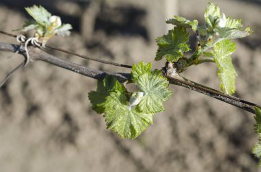 Bulgaristan 'ın kuzeyinde çiğ düşüşünde üzüm bitkisi büyüyor