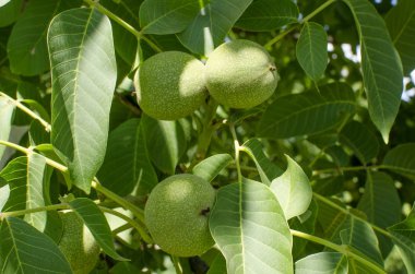 Yeşil ceviz ağacı iyi bir hasat bekliyor.