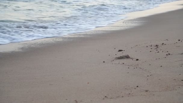 螃蟹在海上 — 图库视频影像