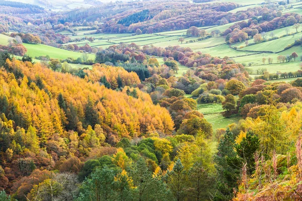 Autumn Fall scene, grass and Trees, Wales, United Kingdom.