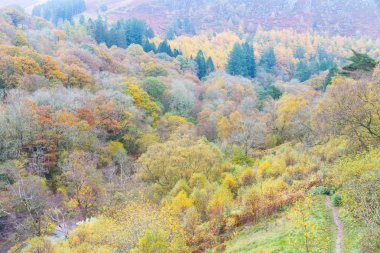 Sonbahar sonbahar sahne, çimenler ve ağaçlar, Galler, Birleşik Krallık.