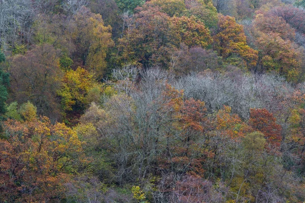 Autumn Fall scene, Trees, Wales, United Kingdom.