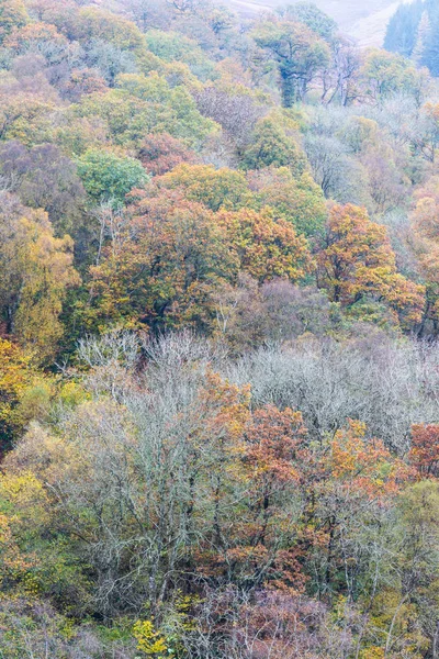 Automne Scène d'automne, Arbres, Pays de Galles, Royaume-Uni . — Photo