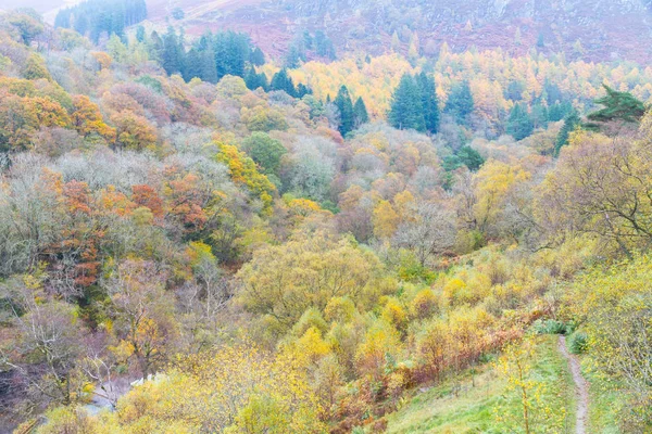 Autumn Fall scene, grass and Trees, Wales, United Kingdom.