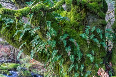Amblystegium yılan veya sürünen feathermoss eğreltisi üzerinde spicant