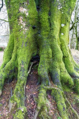 Liken yosun eski ağaç üzerinde