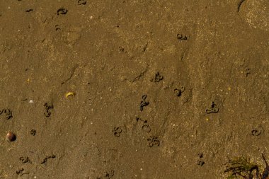 Kum kurdu solucan atmalarını sahilde