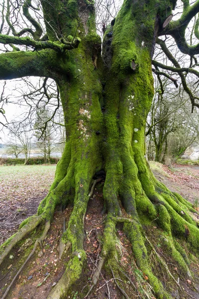 Liken yosun eski ağaç üzerinde