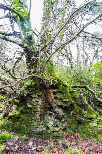 Tree with roots growing into old building — Stock Photo, Image