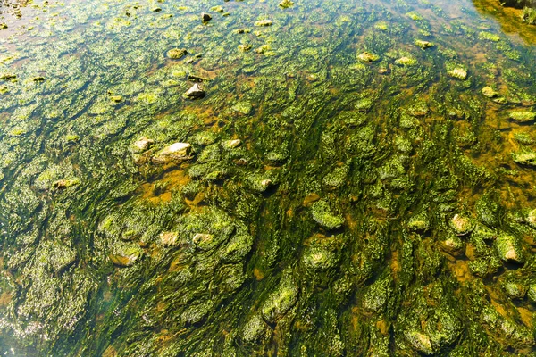 Unterseite des flachen Baches mit Unkraut und Steinen — Stockfoto