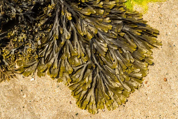 Close-up van zeewier Fucus musculus serratus getande algemeen wrack. — Stockfoto