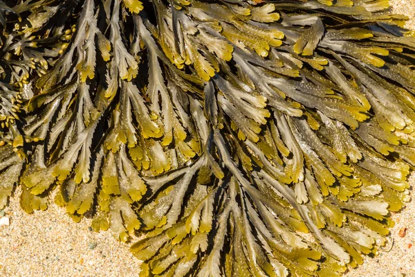 Primer plano de las algas marinas Fucus serratus rajadura dentada comúnmente . —  Fotos de Stock