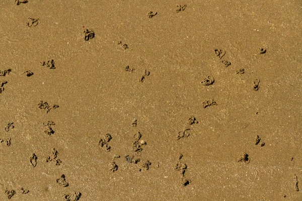 Lugworm worm casts on beach — Stock Photo, Image