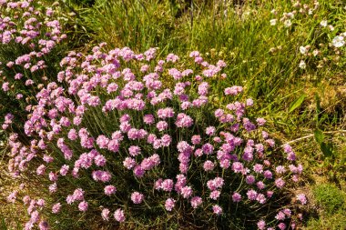 Deniz pembe, Armiria maritima veya tasarruf çiçek