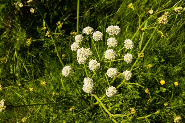 Kerblík lesní nebo kráva petržel okolík — Stock fotografie