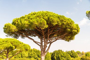 Taş çam veya Pinus pinea