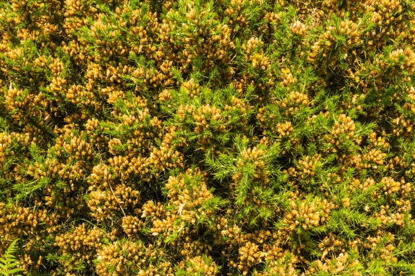 Gaspeldoorn (stekelbrem, gemeenschappelijke stekelbrem, furze of whin). Macro. — Stockfoto