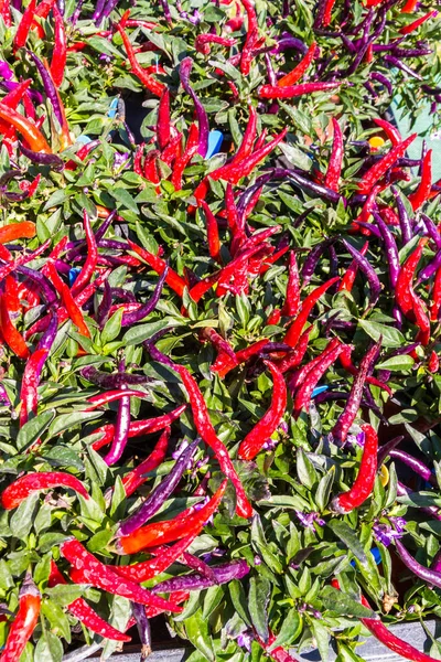 Chilli Pepper Bush — Stock fotografie