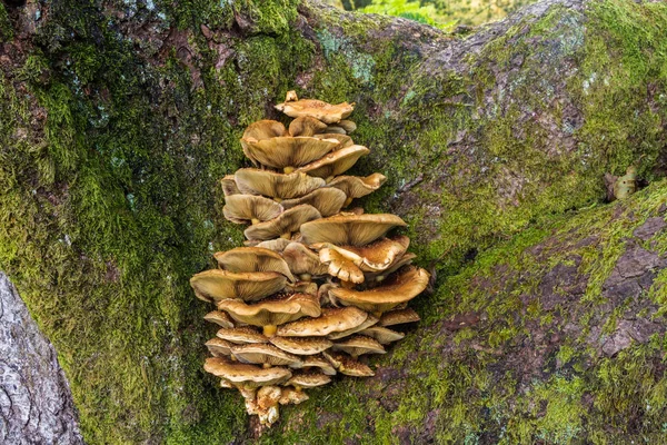 Fungos que crescem em casca de árvore — Fotografia de Stock