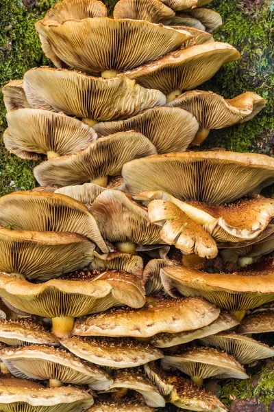 Fungos que crescem em casca de árvore — Fotografia de Stock