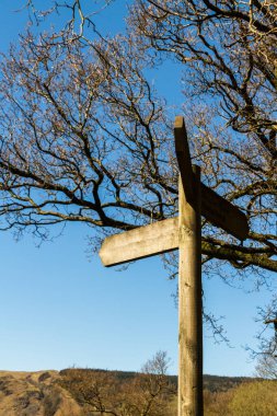 Ağaca ve mavi gökyüzüne karşı boş parmak direği.