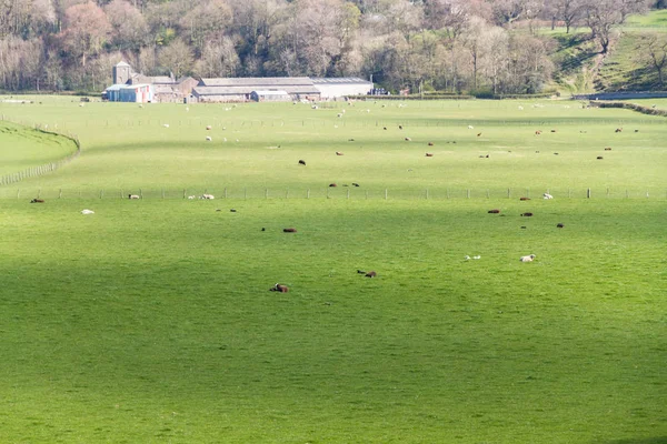 Campos agrícolas rurales del Reino Unido con copyspace . —  Fotos de Stock