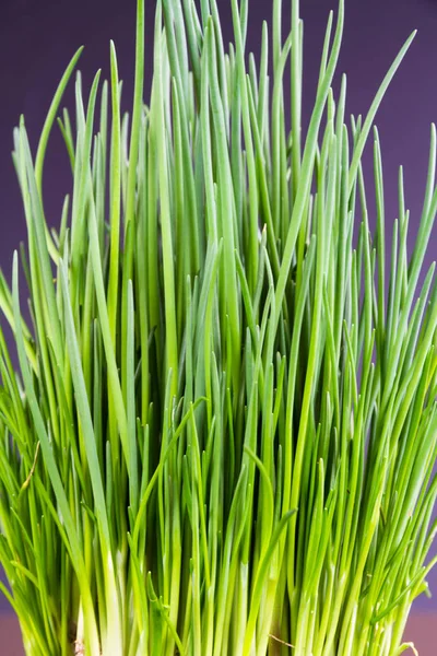 Frenk soğanı yetiştirmeye yakın.