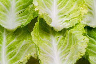 Taze lahana yaprakları arka plan oluşturuyor.