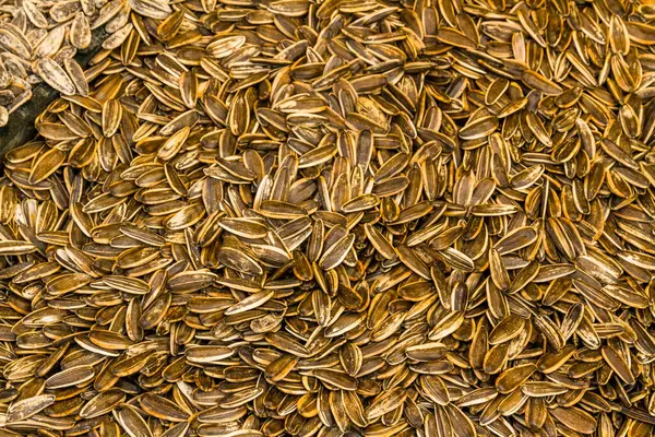 Background Texture Brown Sunflower Seeds — Stock Photo, Image