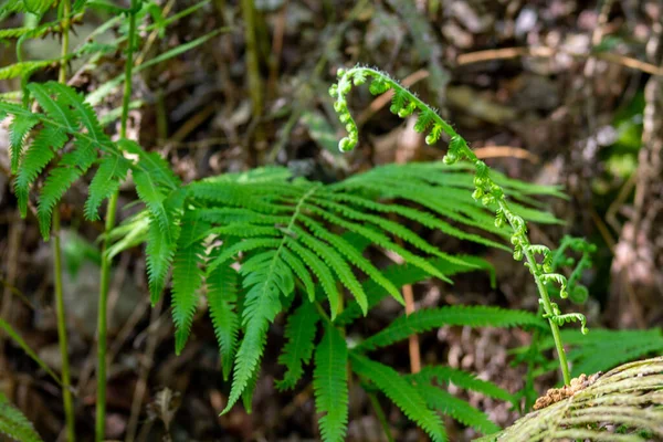 Fern Plant Showing Different Degrees Grown Leaves — Stock Photo, Image