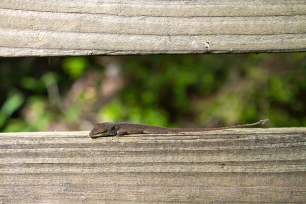 Green Anole Park Bench — Stock Photo, Image