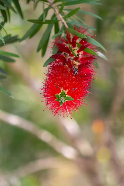 Bees working a Bottle Brush Flower