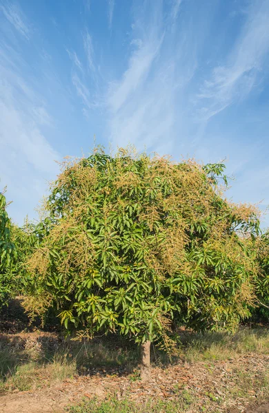 Mango ağacı, mango alan, mavi gökyüzü arka plan ile mango farm.