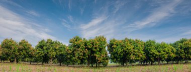 Mango PANORA alan, mango çiftlik mavi gökyüzü arka plan ile. Agric