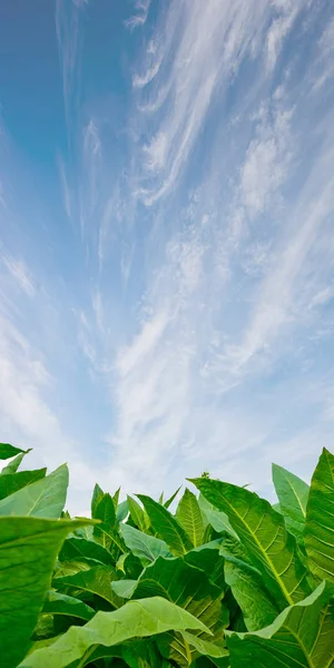 Campo de tabaco verde com fundo céu . — Fotografia de Stock