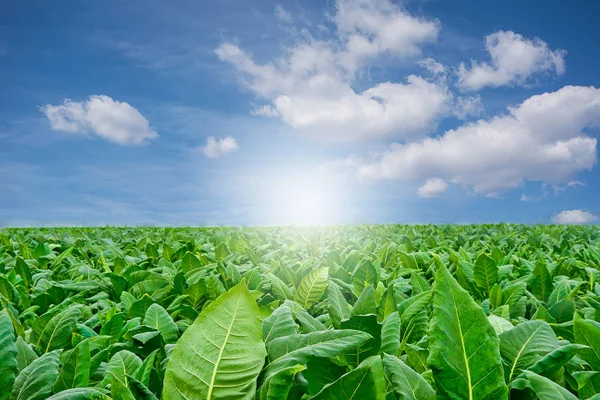 Campo de tabaco verde com fundo céu . — Fotografia de Stock