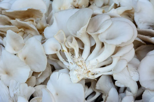 Oyster cogumelo, conceito de alimentos, conceito da indústria agrícola . — Fotografia de Stock